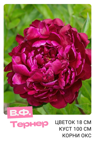 В.Ф.Тернер (1).jpg В.Ф.Тернер (1).jpg