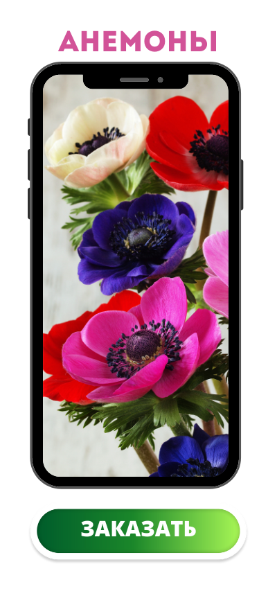 анемоны.png