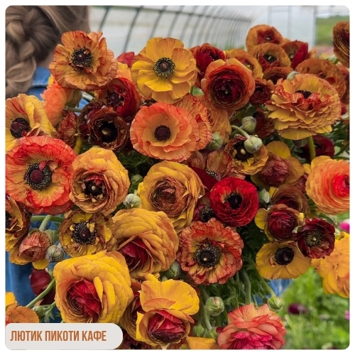 лютик Пикоти Кафе.jpg лютик Пикоти Кафе.jpg