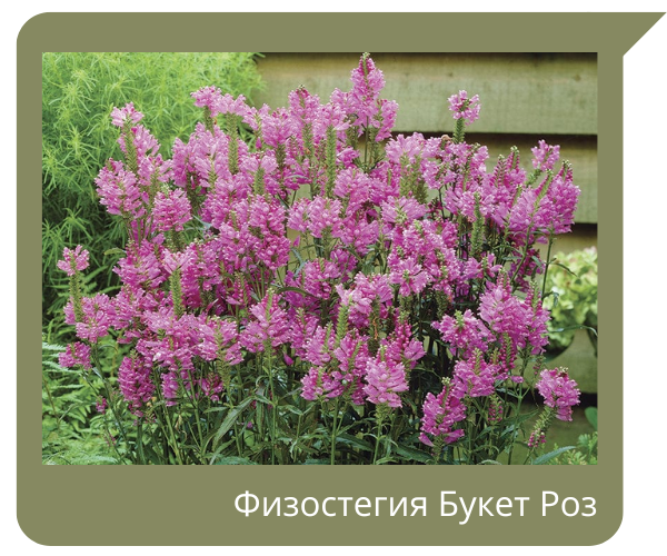 физостегия.png физостегия.png