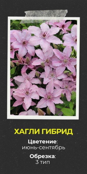 Хагли Гибрид (300 x 600 пикс.).jpg Хагли Гибрид (300 x 600 пикс.).jpg