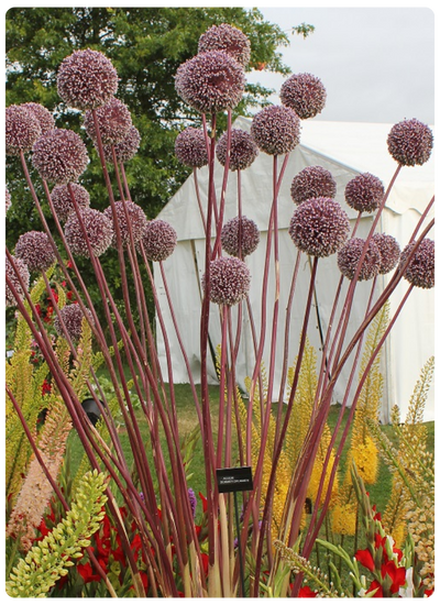 Саммер Драммер.png Саммер Драммер.png