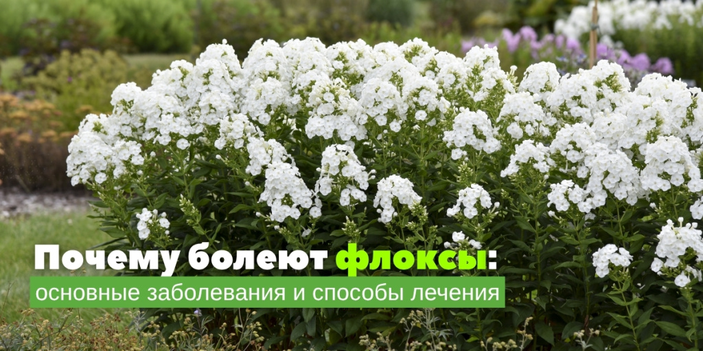 Почему болеют флоксы.jpg