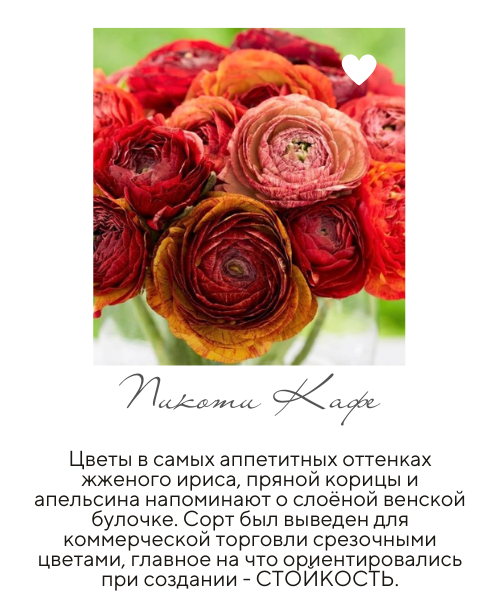 пиикоти кафе.png