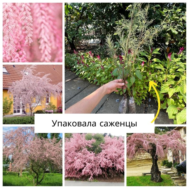 тамарикс.jpg тамарикс.jpg