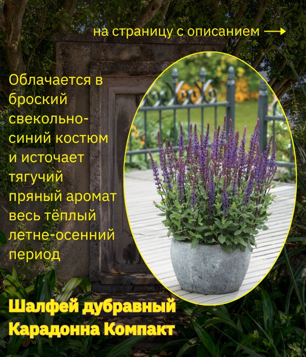 Шалфей дубравный Карадонна Компакт.jpg