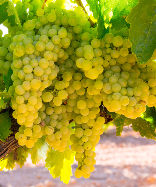 Шардоне.png Шардоне.png