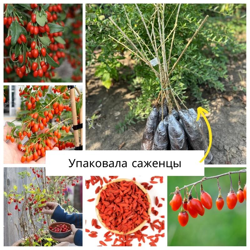 годжи.jpg годжи.jpg