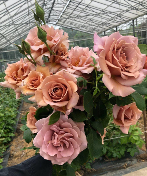 Коко локо.png