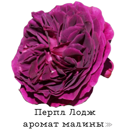 Перпл Лодж.png Перпл Лодж.png