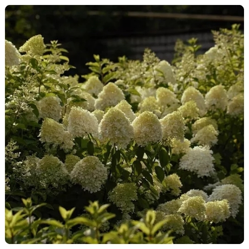 Коттон Крим.jpg