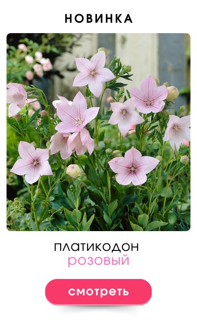 платикодон розовый.png