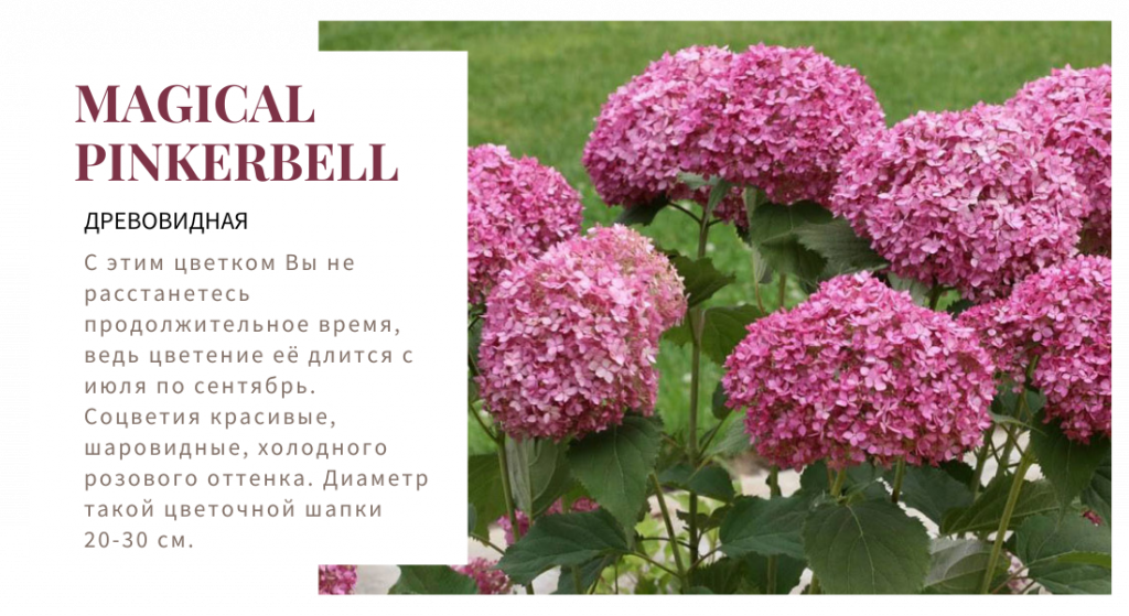 Мэджик пинкербелл.png