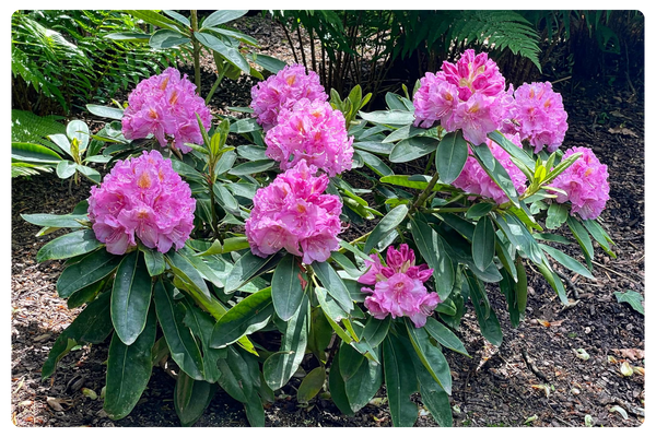 Von Oheimb Woislowitz (600 x 450 пикс.).png Von Oheimb Woislowitz (600 x 450 пикс.).png