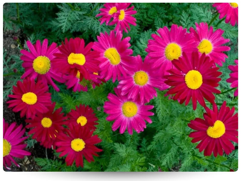 Ромашка (танацетум) Робинзон Ред (800 x 600 пикс.).png