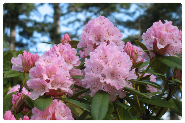 Чир (600 x 450 пикс.).png Чир (600 x 450 пикс.).png