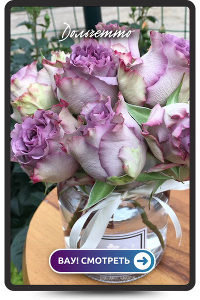 Дольчетто (400 x 600 пикс.).png