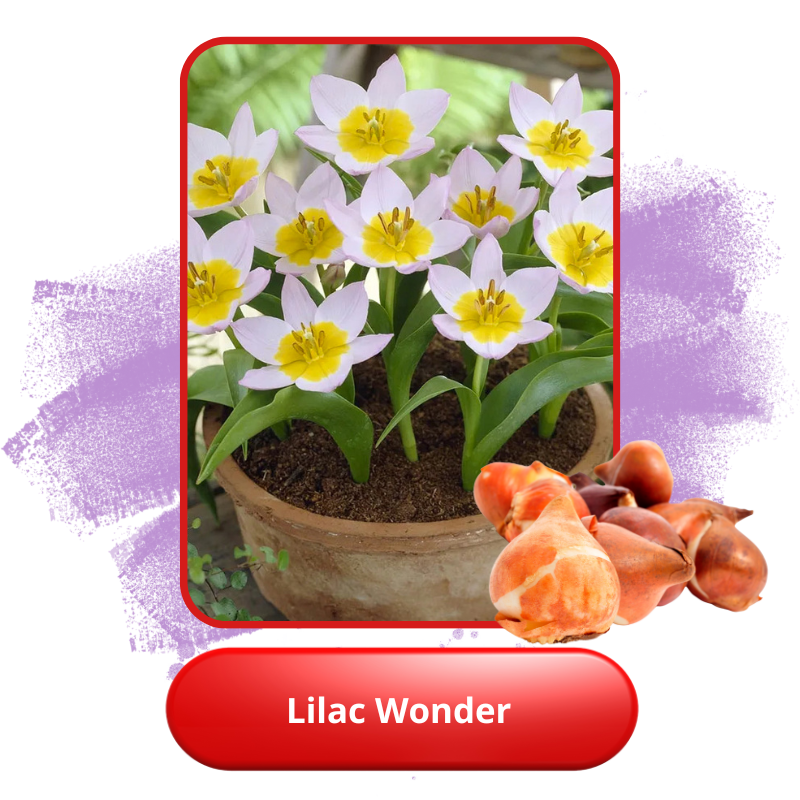 Lilac Wonder.png Lilac Wonder.png