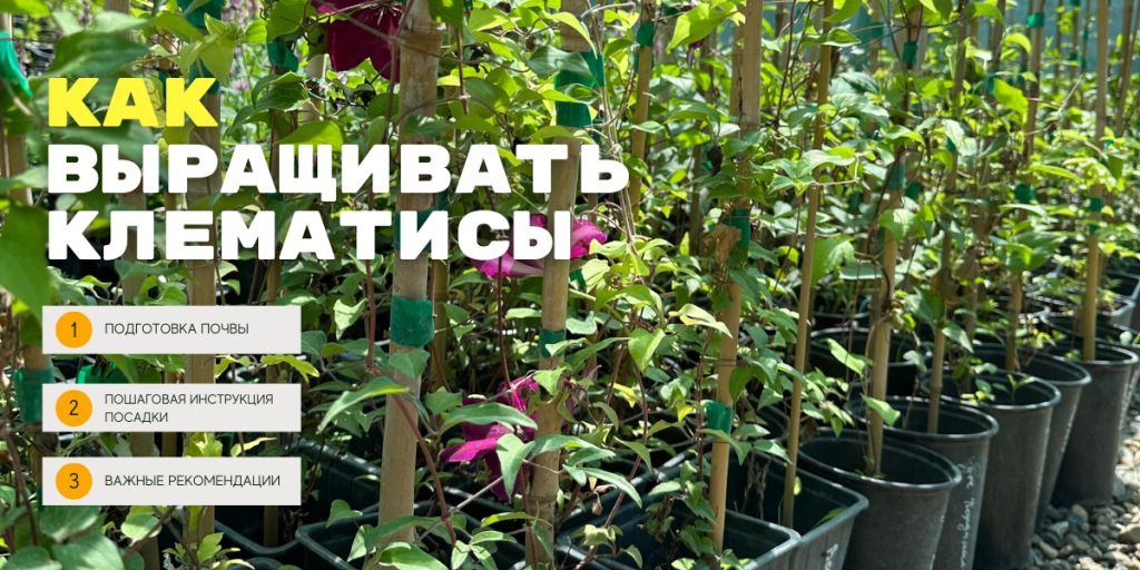 как выращивать клематисы
