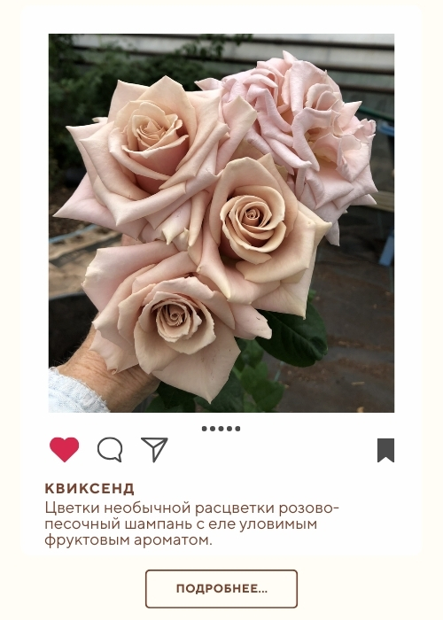 Квиксенд (500 x 700 пикс.).jpg