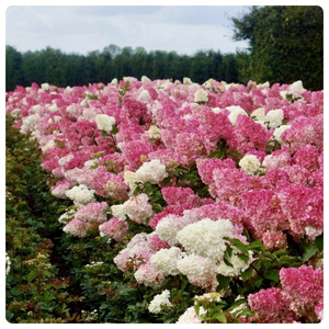 Ванилла фрайз (300 x 300 пикс.).jpg Ванилла фрайз (300 x 300 пикс.).jpg