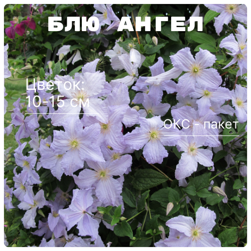 Блю Ангел.png