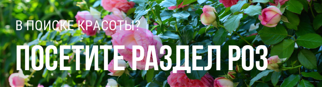 Розы.png Розы.png