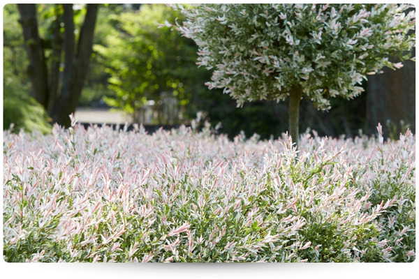 хакуро.jpg хакуро.jpg