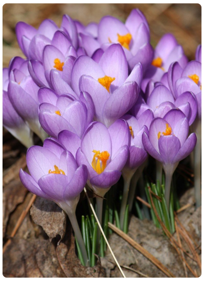 Барс Парпл.png Барс Парпл.png