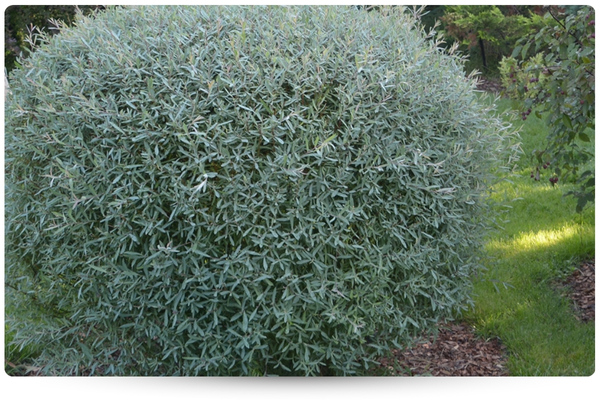 Нана.jpg Нана.jpg