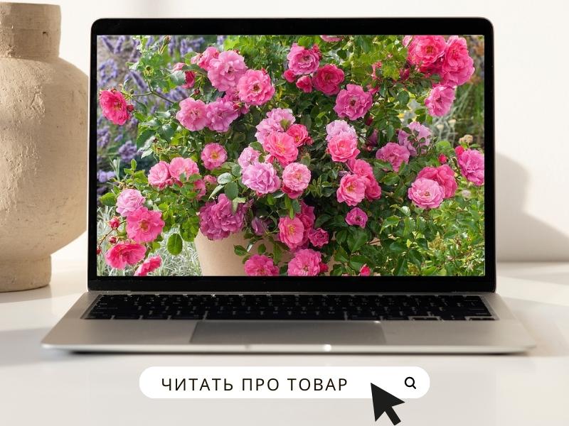 РОЗА ХЕЙДЕТРАУМ.jpg РОЗА ХЕЙДЕТРАУМ.jpg