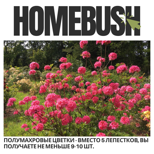 Homebush (600 x 600 пикс.).png Homebush (600 x 600 пикс.).png