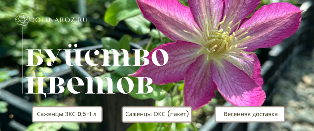 саженцы клематиса (1200 x 500 пикс.).png