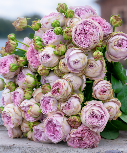 Блоссом Баблс.png