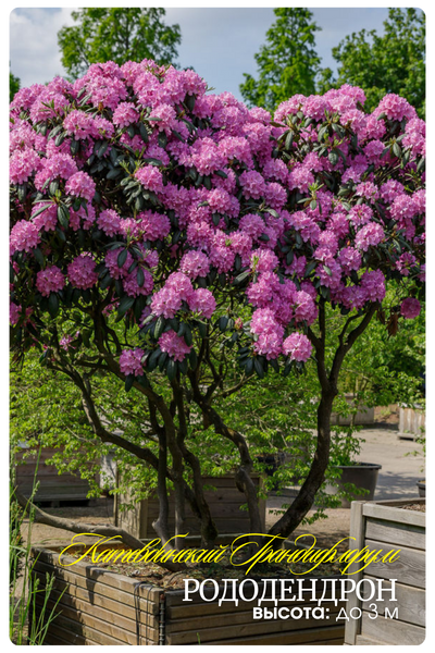 Катевбинский Грандифлорум (400 x 600 пикс.).png Катевбинский Грандифлорум (400 x 600 пикс.).png