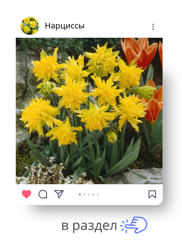 нарциссы.png нарциссы.png