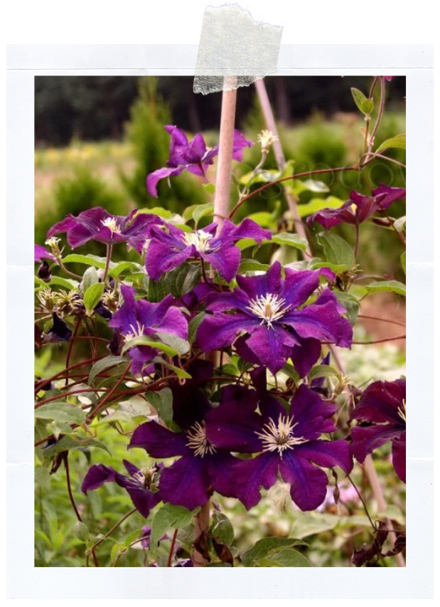 Warszawska Nike (400 x 620 пикс.).png Warszawska Nike (400 x 620 пикс.).png