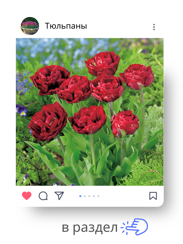 тюльпаны.png тюльпаны.png