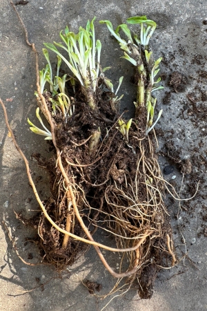 ОКС .jpg ОКС .jpg