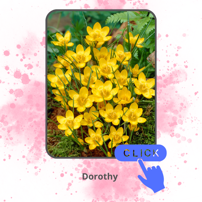 Dorothy.png Dorothy.png