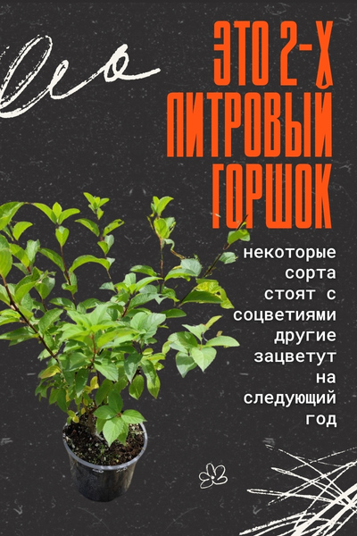 это 2-х литровый горшок.jpg