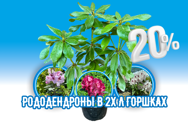 Большой горшок - большая скидка фото Большой горшок - большая скидка фото