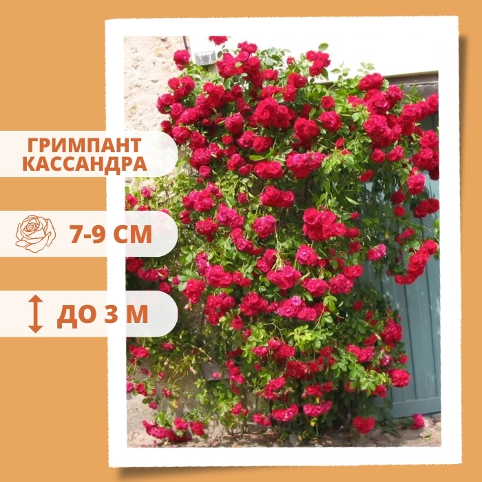 Гримпант Кассандра.jpg