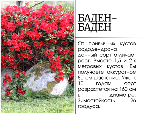 Баден-Баден (500 x 400 пикс.).png Баден-Баден (500 x 400 пикс.).png