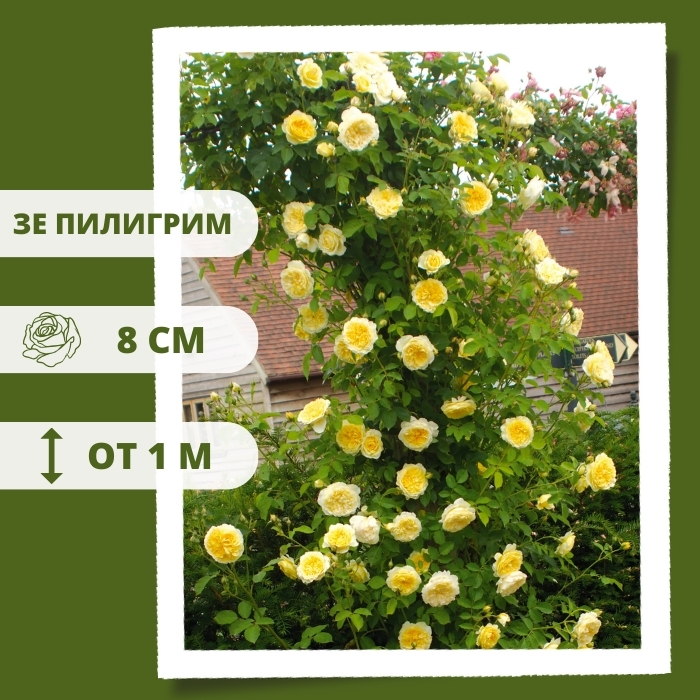 Зе Пилигрим.jpg