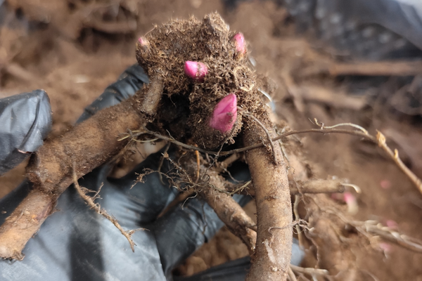 корни.png корни.png