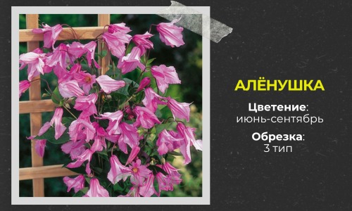 Аленушка (300 x 600 пикс.).jpg Аленушка (300 x 600 пикс.).jpg