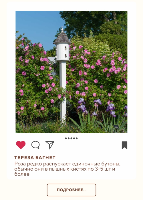 Тереза Багнет (500 x 700 пикс.).jpg