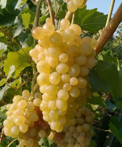 №342.png №342.png