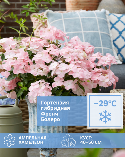 гибридная Френч Болеро.png гибридная Френч Болеро.png